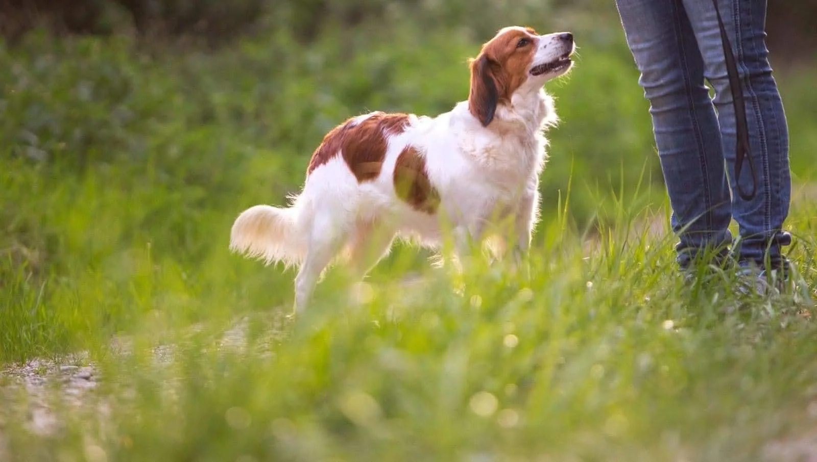 Kooiker im Feld
