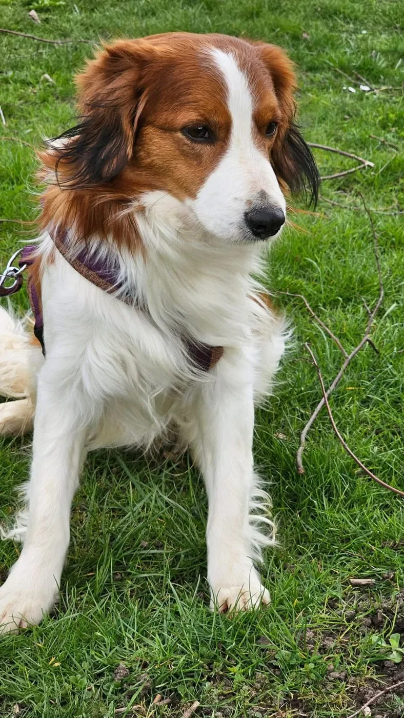 Joy, Kooikerhondje Rüde
