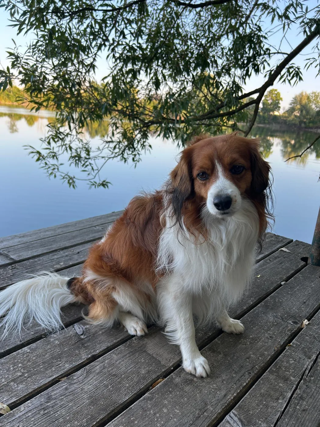 Samy, Kooikerhondje Rüde